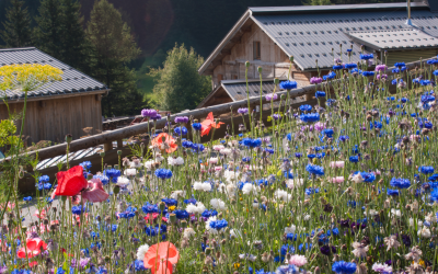 La Haute-Savoie: Terre d&rsquo;Innovation Inattendue