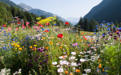 Haute-Savoie : Les secrets des glaciers qui disparaissent