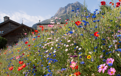 La Haute-Savoie sous pression : Comment le tourisme de masse change notre paysage