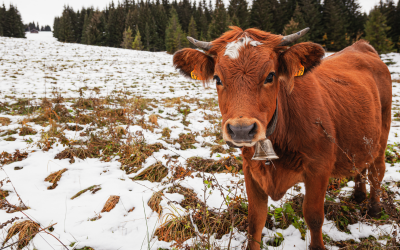 La Haute-Savoie sous l’eau : Quand le réchauffement climatique redessine notre paysage alpin