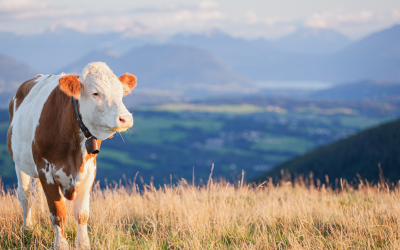 Haute-Savoie : les secrets enfouis du tourisme noir